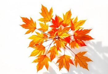 a yellow and orange leaf that is on a white surface