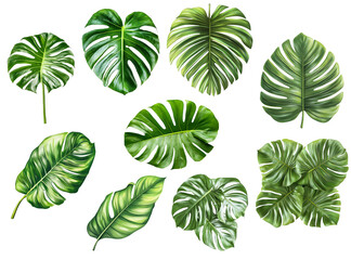 Monstera leaves set Isolated on transparent background, png.