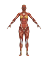  Female Muscular System Anatomy. Detailed Human Body Model Isolated on White Background.