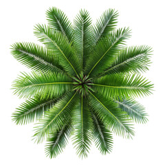 Top view of vibrant palm leaves positioned on a clean transparent background showcasing natureâ€™s beauty and symmetry, top view palm leaves tree isolated on transparent backgroundfile