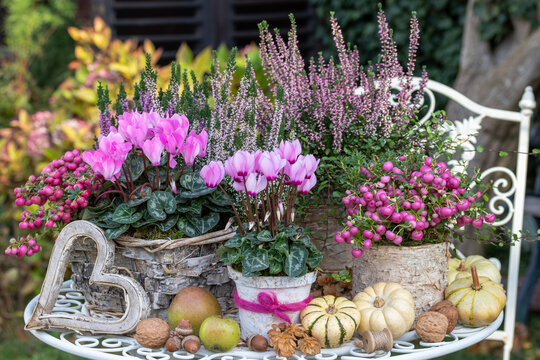 pink Alpenveilchen (Cyclamen), Torfmyrte (Pernettya mucronata) und Heidekraut (Erika) in Birkenrinden-T&ouml;pfen im Herbstgarten
