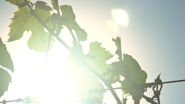 Sol entre hojas de vid