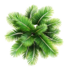Top view of isolated palm leaves against a clean transparent background showcasing vibrant green foliage details, top view palm leaves tree isolated on transparent backgroundfile
