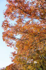 赤く色づいた公園の樹々