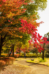 Naklejka premium 赤く色づいた公園の樹々