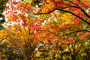 赤く色づいた公園の樹々