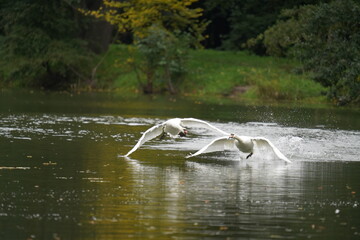 łabędzie © Marcin