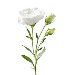 Beautiful lisianthus flower with buds isolated on a transparent background, highlighting delicate petals and green leaves, lisianthus flower isolated on transparent background