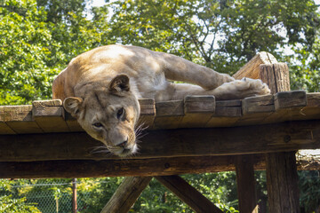 The lioness lies on wooden boards. A large wild cat from the lion family. Female African carnivore....