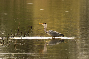Czapla Siwa © Marcin
