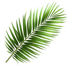 Tropical green palm leaf perfect for summer decor, relaxation, and nature-inspired themes, tropical coconut palm leaves tree for summer background on transparent background file