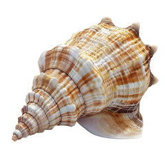 Obraz premium Beautiful seashell on transparent or white isolated background