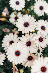 Fototapeta premium Collection of vibrant floral images showcasing diverse flowers in lush garden settings. Each photo captures close-up details of petals, colors, and textures, set against natural green foliage or blurr