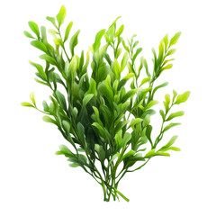 Isolated Potamogeton green algae bush showcasing vibrant shades of green for aquascaping or decoration, Potamogeton green algae bush, file of isolated object with shadow on transparent background