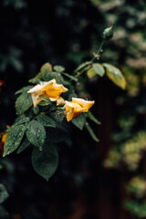 Collection of vibrant floral images showcasing diverse flowers in lush garden settings. Each photo captures close-up details of petals, colors, and textures, set against natural green foliage or blurr