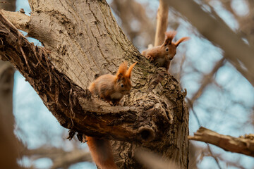 Wiewiórki © Marcin