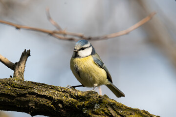 Fototapeta premium Sikora modra