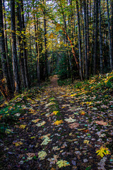 autumn forest in the morning