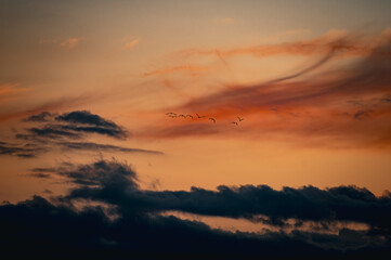 Obraz premium Birds against the orange sky.