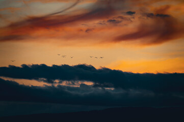 Birds against the orange sky.