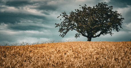 Dojrzałe zboże i samotne drzewo. © Adam Sadlak