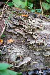 bark of a tree