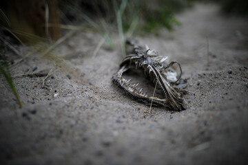 Dead fish on the beach