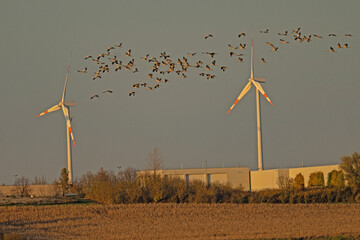 crane swarm in front of a wind turbine park near Straussfurt in Thuringia © Diana