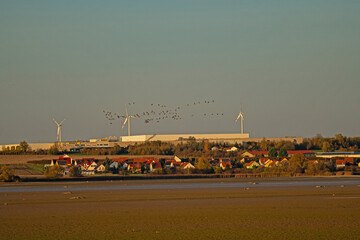 crane swarm in front of a wind turbine park near Straussfurt in Thuringia