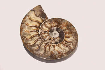 Cross-Section of Ammonite Fossil with Visible Internal Chambers