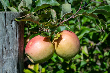 apples on a tree