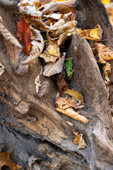 leaves on a tree stump 