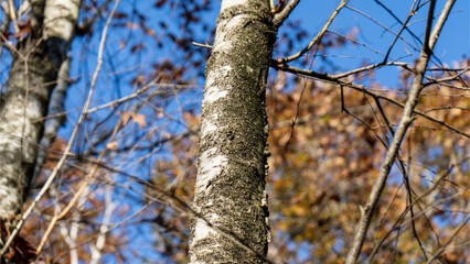 Autumn landscape with birch trees