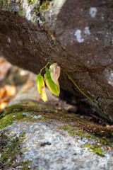 green moss on the rock