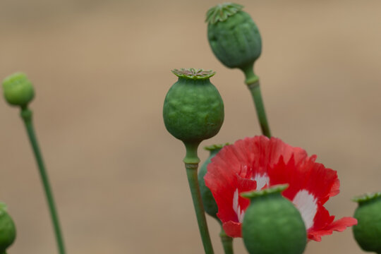 Poppy plant with pods and flower