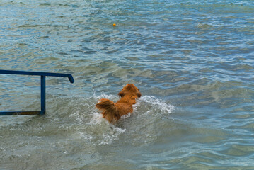 golden retriever dog in the water