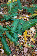 fern in the forest