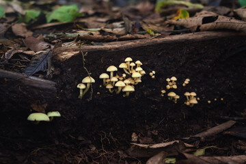 Sulphur Tuft Mushrooms (Hypholoma subviride)