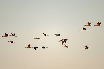 crane swarm in thuringia near Straussfurt