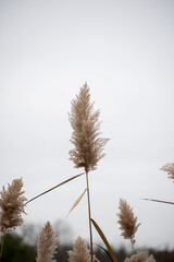 reeds in winter