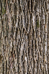 bark of a tree