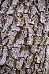 bark of a tree