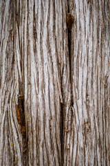 old wood texture