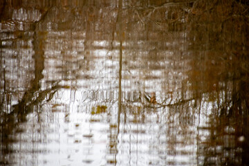 tree reflection in water