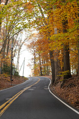 road in autumn forest