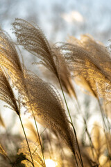 ears of wheat