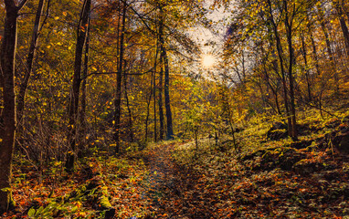 Obraz premium Herbst