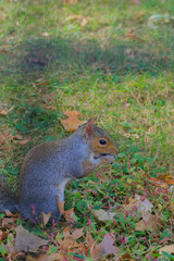 squirrel in the park eating nut