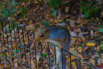 squirrel on the fence with food