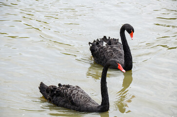 Naklejka premium Photo of group of black swans in lake